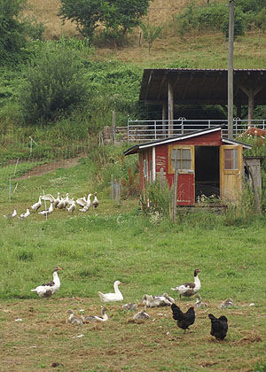 Gänse auf der Wiese