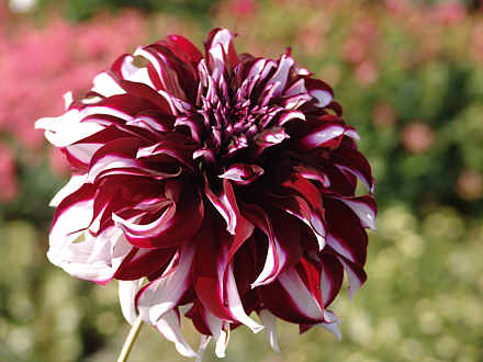 Tartan, die Dahlienk&ouml;nigin