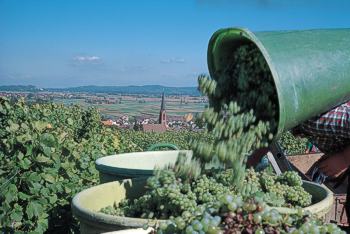 Traubenlese in Eichstetten. &copy; TI Eichstetten