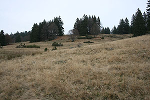 Ver&auml;nderungen des Landschaftsbild im Schwarzwald durch zunehmende Trockenheit