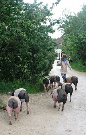 Hierw erden Säue durchs Dorf getrieben