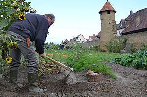 Ernte im Grabengarten Mainbernheim. © Mechthild Engert
