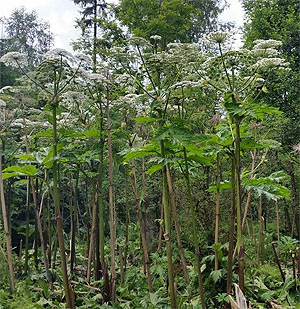 Riesenbärenklau. Foto: Landratsamt Schwarwald-Baar-Kreis