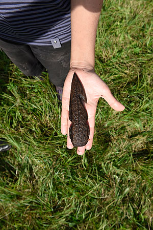 Exzeptionelle Fundstücke wie diese Harpune aus Geweih sind auch einen Belohnung für die anstrengende Arbeit des Ausgrabens (Ph. Gleich/LAD).