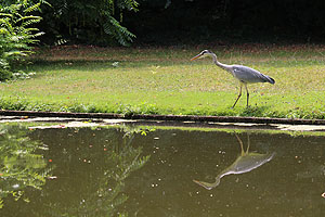 Reiher am Kanal
