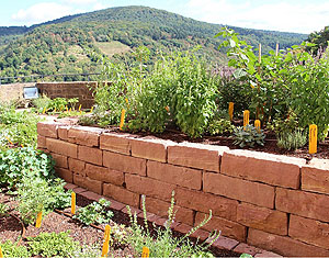 Hochbeet im Apothekengarten des Deutschen Apothekenmuseums