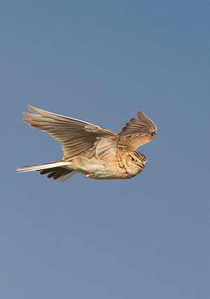 Singende Feldlerche (© Ralph Martin)