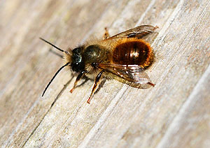 Rostrote Mauerbiene (Osmia bicornis)