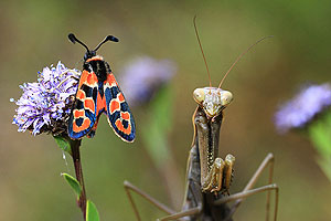 Gotteaesnabeterin schielt auf Beute. Fotio: Christoph Böhme, BUND