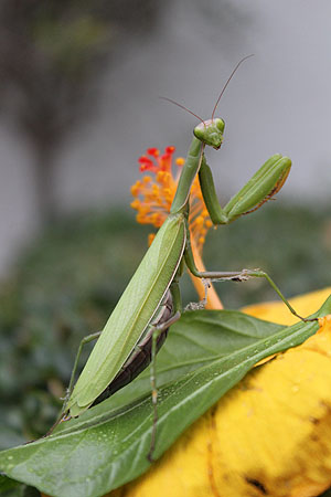 Gottesanbeterin - Foto: Mari Fischer /BUND