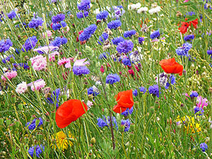 Nähere Informationen zum Anlegen einer Blühfläche finden Sie unter https://bluehende-naturparke.de/bluehflaeche/ (© VDN/ Karl Goldhamer).