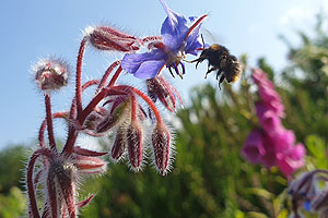 Wildpflanzen wie Borretsch bereichern nicht nur das Landschaftsbild, sondern fördern auch bestäubende Insekten. Foto: Niels Hellwig