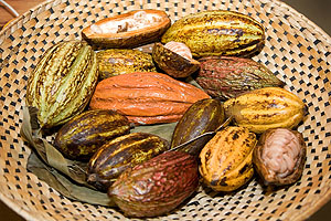 Ausstellung "Kakao und Schokolade". Kakaofrüchte. Foto: Annika Hepp