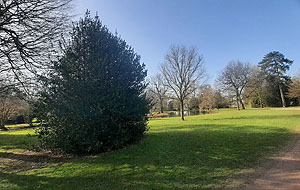 Stechpalmen im Schlossgarten Favorite