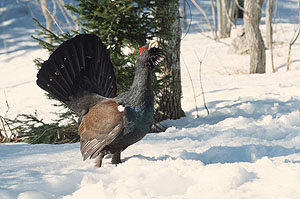 Das imposante Balzgehabe des Auerhahns erfordert viel Kraft und Energie, die sich das Tier über den Winter erhalten muss. (© Stefan Büchner)