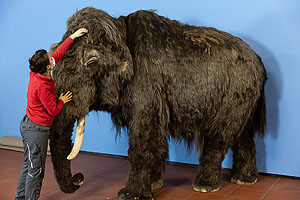 Zusammensetzen des Mammuts in der Ausstellung "Eiszeit-Safari": Das Mammut ist komplett. / © rem, Foto: Rebecca Kind 