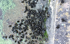 "Hüpferlinge", die eben dem Wasser entstiegenen Jungen der Erdkröten. Foto: Micheal Bös