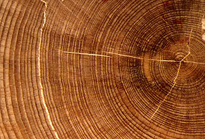 Baumringe ermöglichen präzise Datierung Jahrhunderte in die Vergangenheit: Die Isotopenverhältnisse von Kohlenstoff 13C zu 12C und Sauerstoff 18O zu 16O in der Zellulose des Baumstamms sind Indikatoren für Trockenheit bzw. Feuchtigkeit zur Zeit des Baumwachstums. (Foto: GFZ)