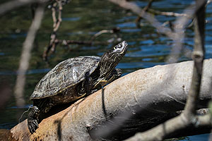 In Baden-Württemberg sind drei nordamerikanische Schildkrötenarten – darunter die Falsche Landkarten- Höckerschildkröte, Graptemys pseudogeographica – heimisch geworden. Foto: Johannes Penner