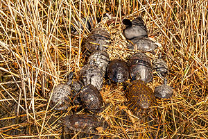 Verschiedene nicht-heimische Schildrötenarten sonnen sich auf dem Nest zweier Blässhühner.Foto: Nahid Hasan Sumon