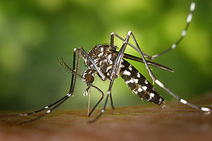 Die Asiatische Tigermücke (Aedes albopictus) ist mittlerweile auch in Europa weit verbreitet und kann gefährliche Krankheitserreger übertragen. Foto: James Gathany. Wikimedia Commons, James Gathany, CDC, public domain