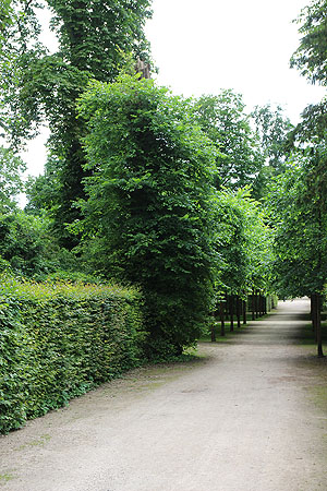 Schlossgarten Schwetzingen, Torso einer um 1760 gepflanzten Ulme in der Nähe des Quincunx. Foto: kulturer.be