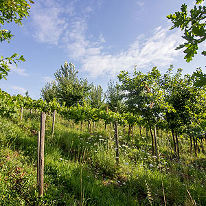 Weinberg mit Baumbestand. 