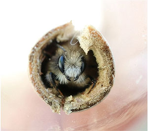 Eine rote Mauerbiene (Osmia bicornis) in ihrem Winterquartier, einem Schilfhalm. Sie ist frisch geschlüpft und schickt sich an, das Nest zu verlassen.