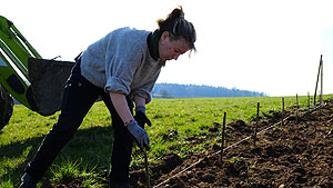 Pflanzung eines Agroforststreifens auf dem Geflügelhof Kaiser in Stühlingen