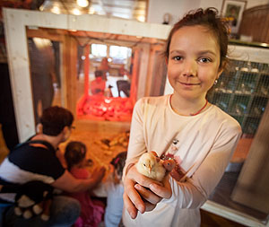 Kükenstation: Am Osterwochenende gibt es im Freilichtmuseum Vogtsbauernhof ein buntes Programm rund um österliche Symbole und Bräuche. Bei der Kükenstation im Falkenhof kann der Weg des Kükens vom Ei zum Huhn nachvollzogen werden. Foto: Schwarzwälder Freilichtmuseum Vogtsbauernhof
