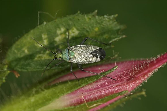 Der Kriechende Hauhechel oder Ononis repens ist eine Wirtspflanze der Weichwanze, die seinen Pflanzensaft aussaugt oder gelegentlich auch Insekten, die an den Drüsenhaaren des Hauhechels kleben. Foto: Lars Skipper