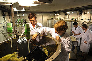 Im Labor haben die ForscherInnen ein Jahr lang die Gewässer und Umweltbedingungen unserer Breiten nachgeahmt. Foto: Cees Mooij / NIOO-KNAW